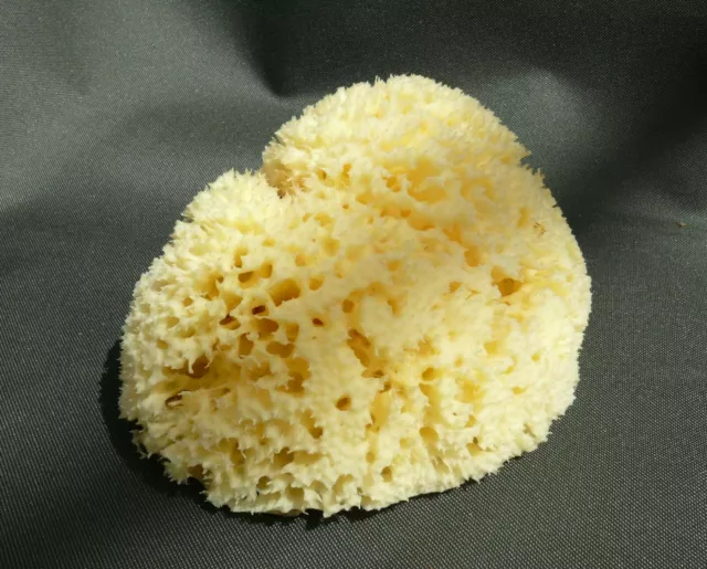 Natural Sea Sponge BATH 15-16cm ideal for Babies Child Adult sensitive skin