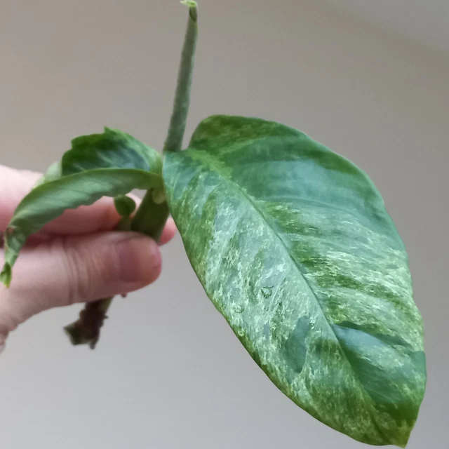 RARE - Rhaphidophora Foraminifera MINT Variegated - Top Cutting, Rooting, A