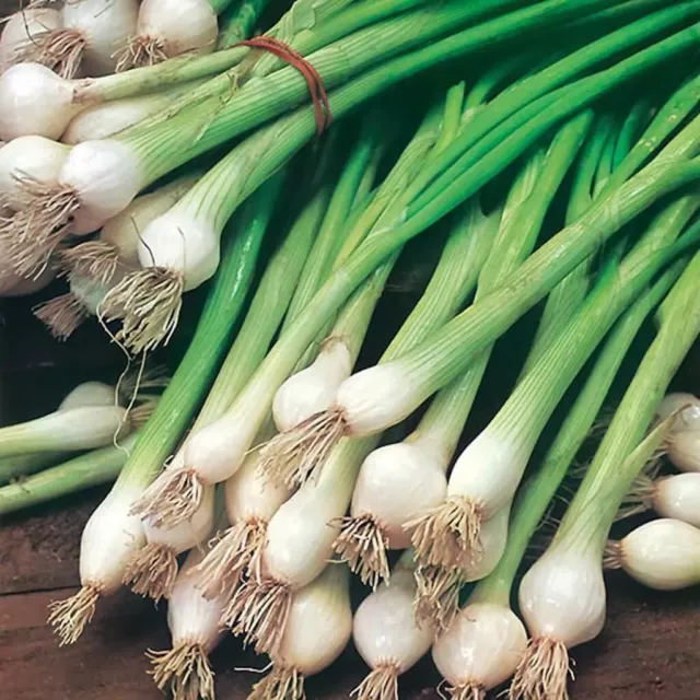 Spring Onion - White Lisbon 600 Seeds - Vegetable Seeds Pictorial Packet