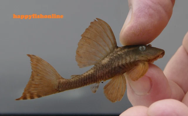 L137 Blue Eyed Red Fin Pleco - Gorgeous Red/Orange Juveniles From Brazil! Wc