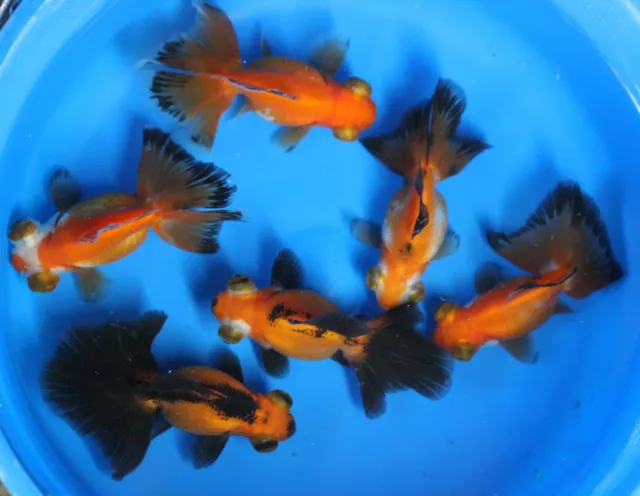 Live Red Black Butterfly Tail Goldfish sm. for fish tank, koi pond or aquarium