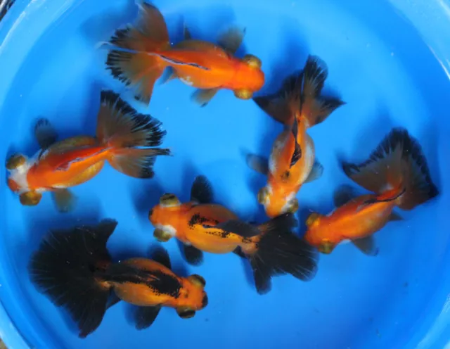 Live Red Black Butterfly Tail Goldfish sm. for fish tank, koi pond or aquarium