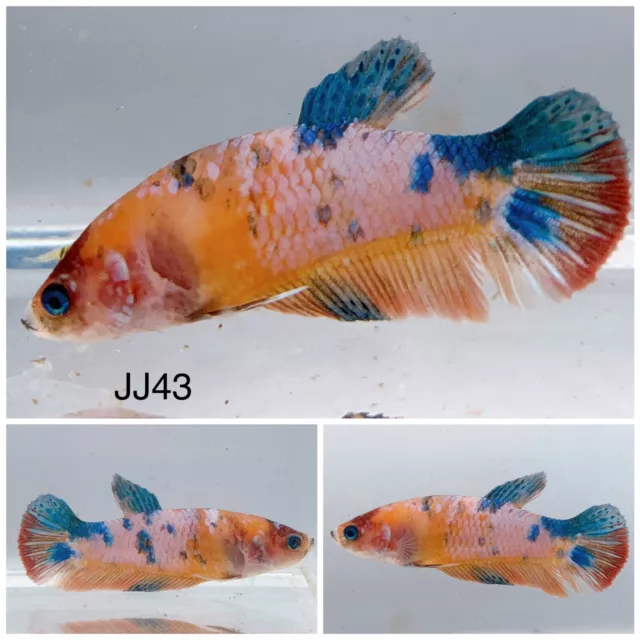 Betta Live Fish Female Nemo Candy HMPK JJ43 Ask Seller Shipping Cost Before Buy