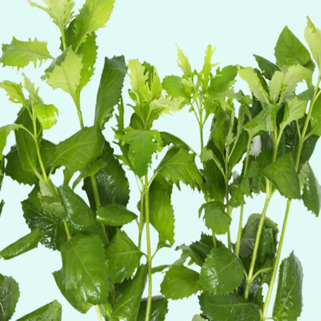 BUY 2 GET 1 FREE Wisteria Hygrophila Difformis Bunch Live Aquarium Plants