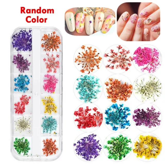 Dried Flower 3D Nail Art Decoration Natural Floral Dry Flowers Nail Art  Manicure