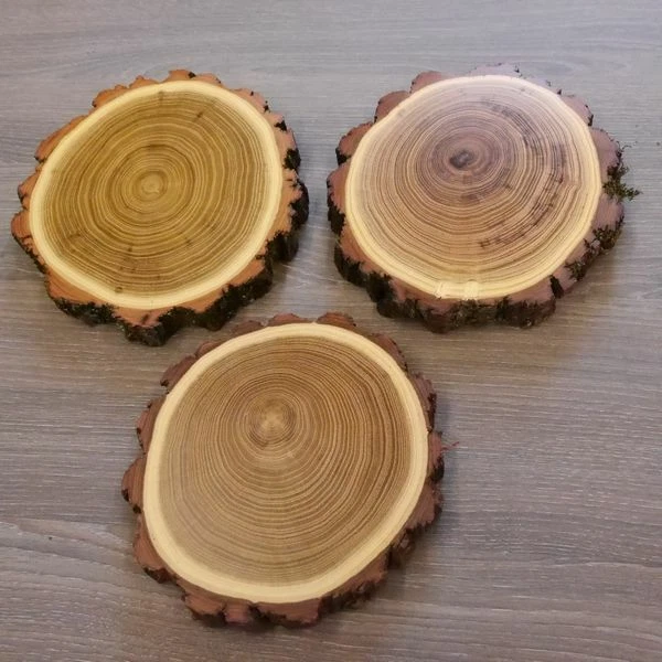 3 Pieza Acacia Jabalí Escudo de Trofeo Placa Brett Jabalí Baumscheibe Nuevo