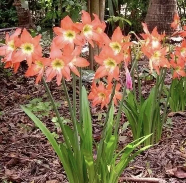 Hippeastrum Seedlings Mix Variety : One year Old: $300 For 100:  Free Postage 3