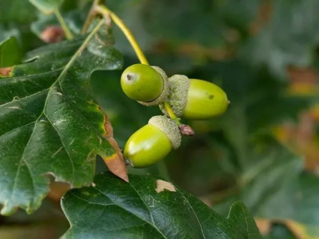 Oak, Quercus robur, English Oak  tree acorn seed red oak - 10 seeds