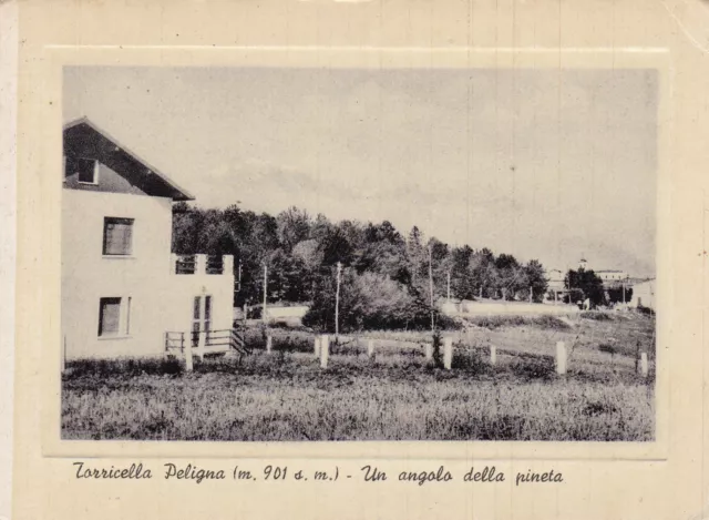 Torricella Peligna Un angolo della pineta.