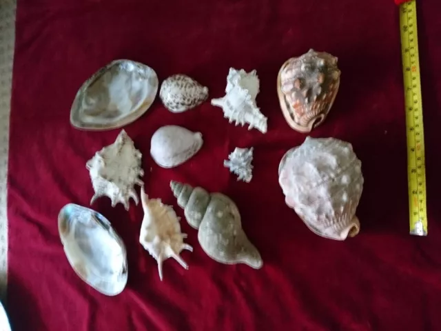 A Collection Of Old Sea Shells