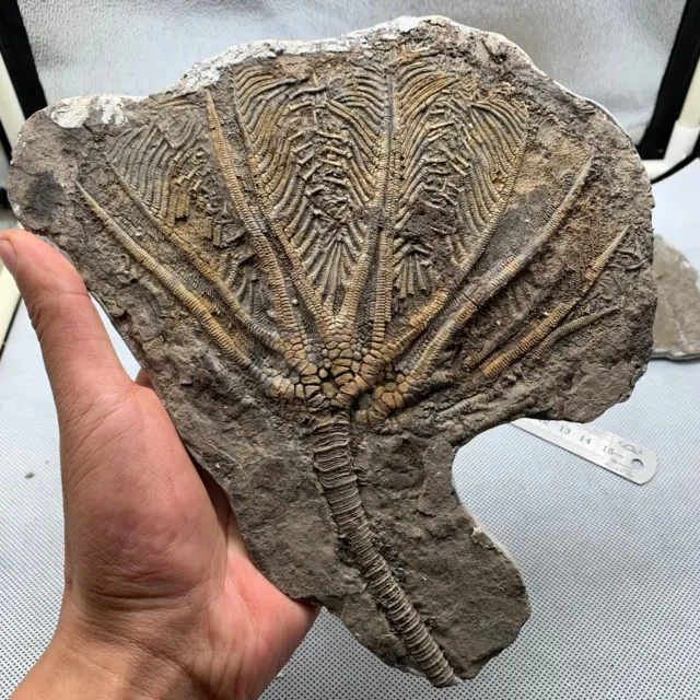 380 grams of fossils of crinoid from the Guanling Biota in Guizhou