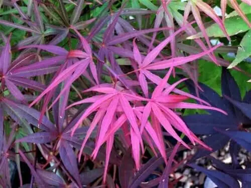 12 SEMILLAS DE ARCE JAPONÉS BAMBÚ ROJO - Acer palmatum 'Beni otake'