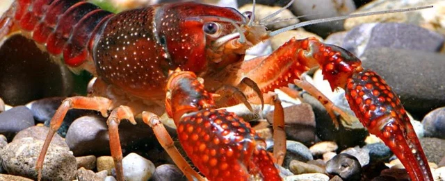 3x LIVE Red Swamp Crawdad Crayfish Crawfish freshwater CRUSTACEAN *MEDIUM*