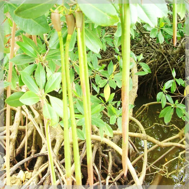 5 graines de Palétuviers rouges - (Rhizophora mangle) - Red Mangrove seeds