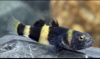 2 Bumblebee Goby 🐟 Live Freshwater Aquarium fish Priority mail
