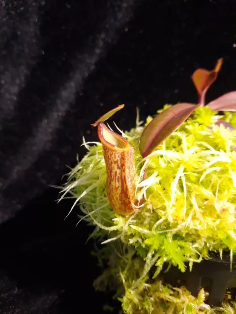 nepenthes Burbidgeae X Hamata