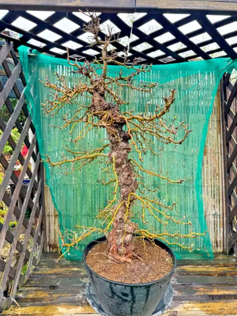 Bonsai Rotdorn Nr 4689 blühend Laub abwerfend Solitär Rarität Blüte Pre Bonsai