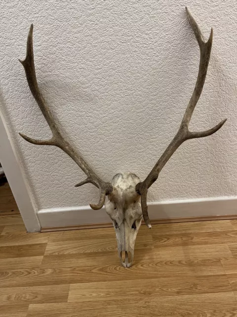 Large Deer Stag Antlers Horns,  9 Pointer, Skull, Teeth