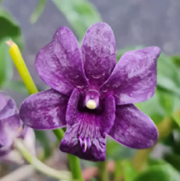 Dendrobium (Air Way Blue x Udom Blue Angel) ( Flask - 40 plants Minimum)