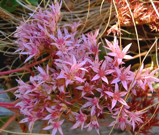 ALFOMBRA PÚRPURA SEDUM STONECROP Sedum Spurium Coccineum - 1.000 semillas a granel