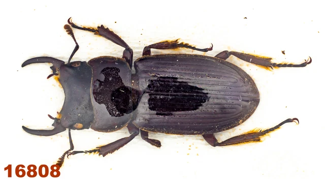 Lucanidae: Aegus sp.   A2, 18 mm , 1 pc