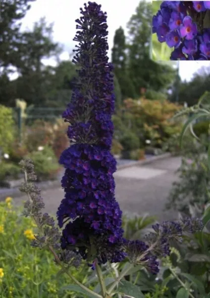 Buddleja davidii Black Knight - Schmetterlingsstrauch - 60-100