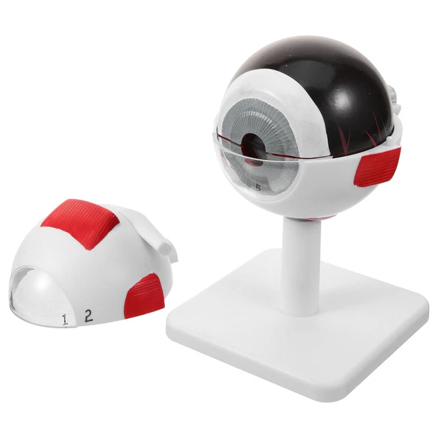Science Eys Model EYE ANATOMY MODEL 3x Enlarged Eyeball Model Science Education Eye Model ...