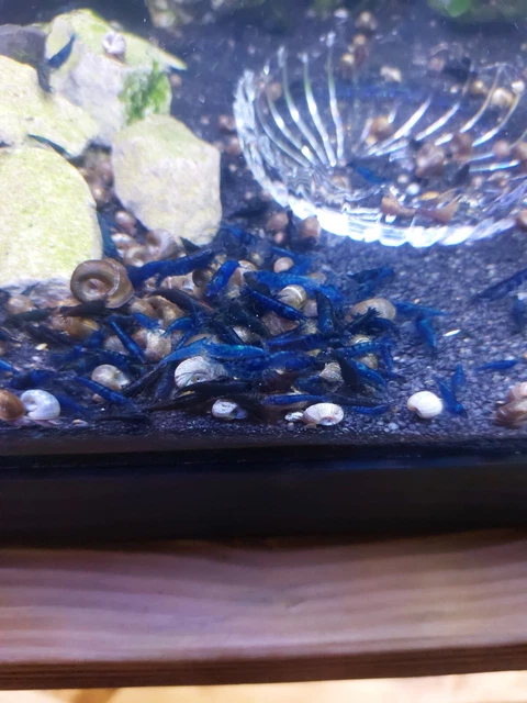 Blue dream neocaridina shrimp 10+2 *USA home breeder*