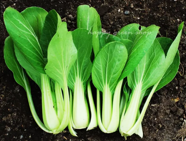 Vegetable Seeds Chinese White Pak Choi - 1200 Seeds - Cabbage Baby Leaf 2