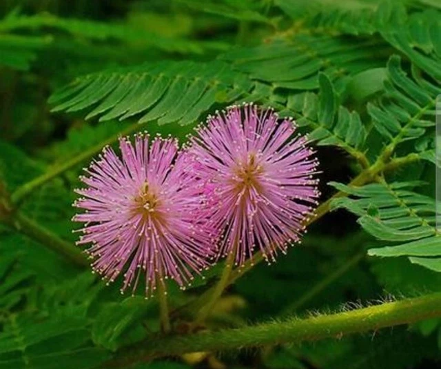 Mimosa Pudica Tree 30 Seeds - Free Shipping