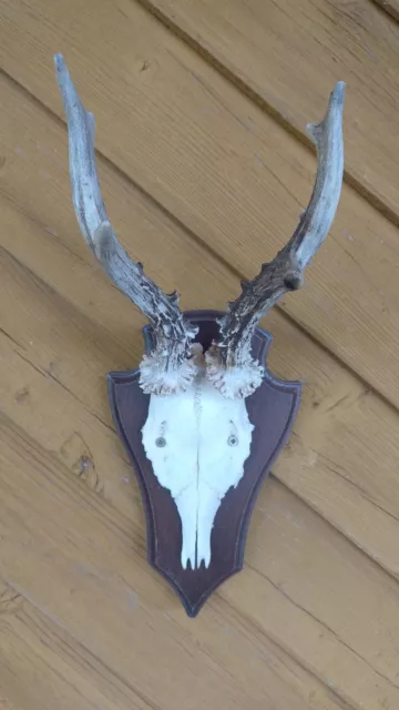Roe deer buck skull with antlers mounted to wooden shield.