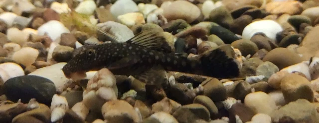 3 Pk Calico and Choc Bristlenose Plecos, Ancistrus sp. 2"+ Homebred, Quality 3