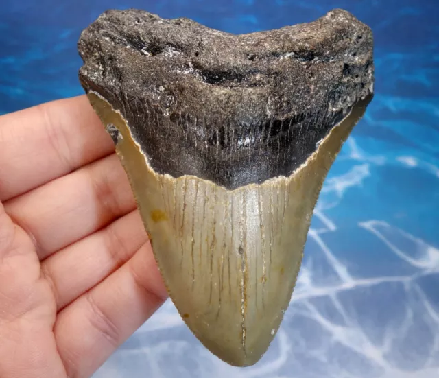 Megalodon Shark Serrated Tooth~ 3.70" ~Shark Teeth~Real Fossil~No Repair~