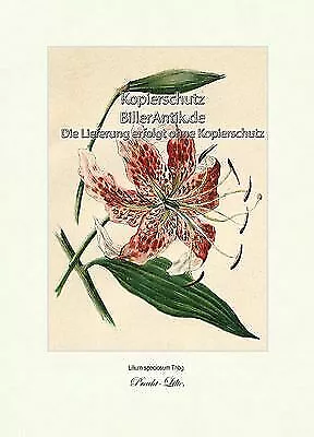 Pracht-Lilie Lilium speciosum Liliengewächse Bedecktsamer Vilmorin A4 237