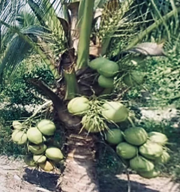 Organic KING Coconut 1 sprouted seed from Island of PR. Organic KING Coconut 1 sprouted seed from Island of PR.