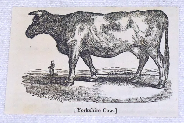 1832 small magazine engraving ~ YORKSHIRE COW in pasture