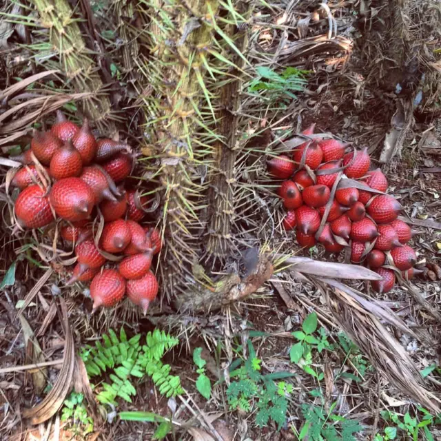 Red Snakefruit (Salacca affinis)  - seed