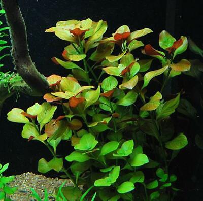 rare!  ludwigia repens rubin   plante facile tres rouge aquarium