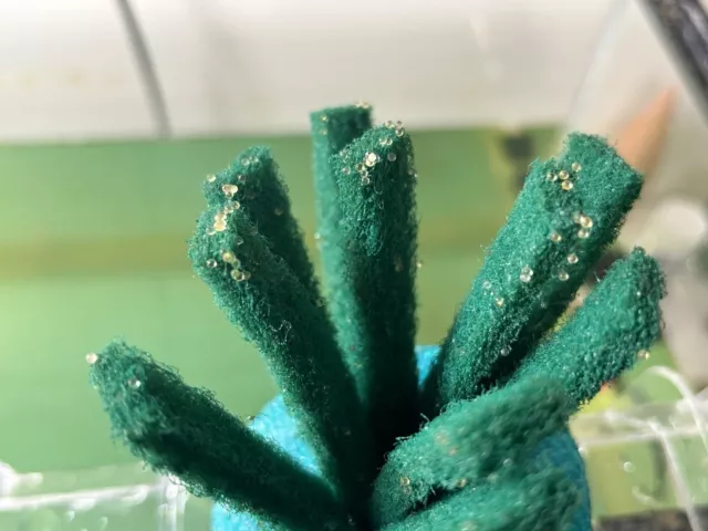 Pearl Galaxy Medaka Rice Fish Eggs 30+5