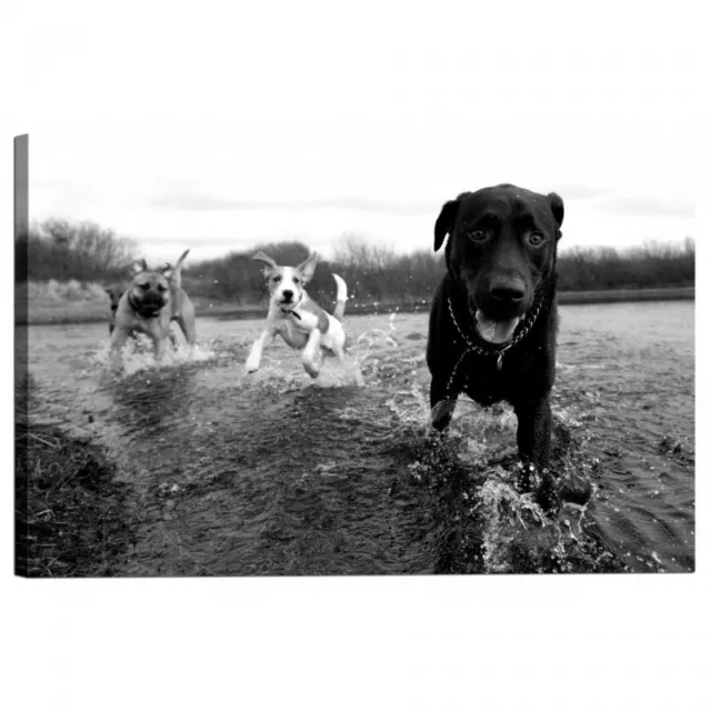 Quadro Stampa su Tela con Telaio Cane Labrador Retriever e Amici si divertono in