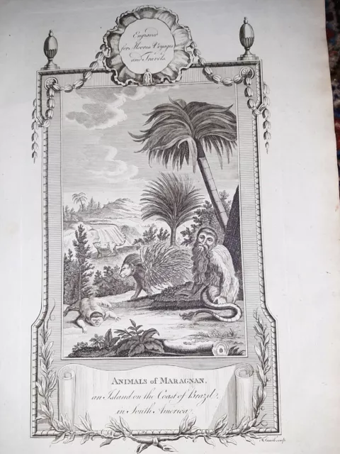 Sud Amérique Brésil/Animaux Sur' Île De Maragnan Acquaforte Moore 1790