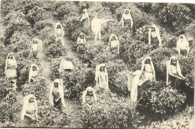 PC CEYLON - SRI LANKA, PLUCKING TEA, Vintage Postcard (b37573)