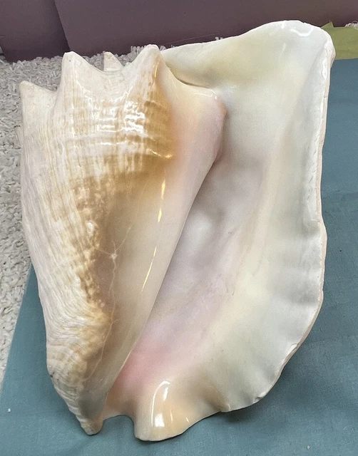 Vintage Large Queen Collectible Conch SeaShell Shabby Chic Bathroom Decorations