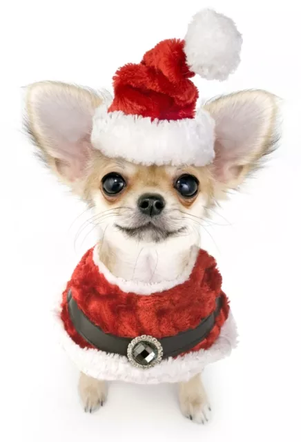 Transfer Stampa Maglietta T-Shirt Felpa Cuscino Cane Chihuahua Natale Christmas