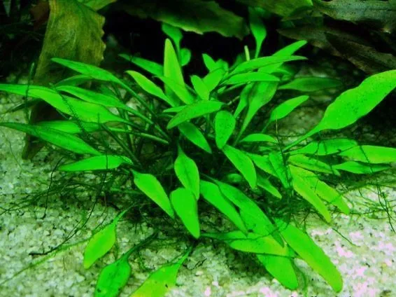 Cryptocoryne lucens  1 touffe plante aquarium facile robuste