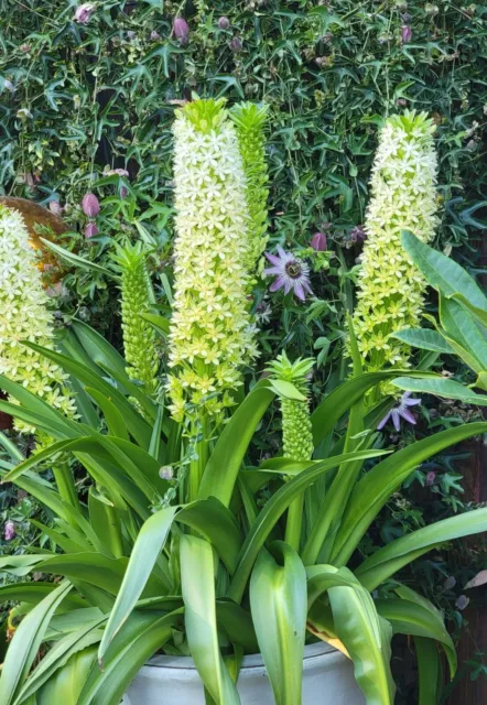 Eucomis comosa Seeds - Rare South African Bulb - Beautiful Flowers