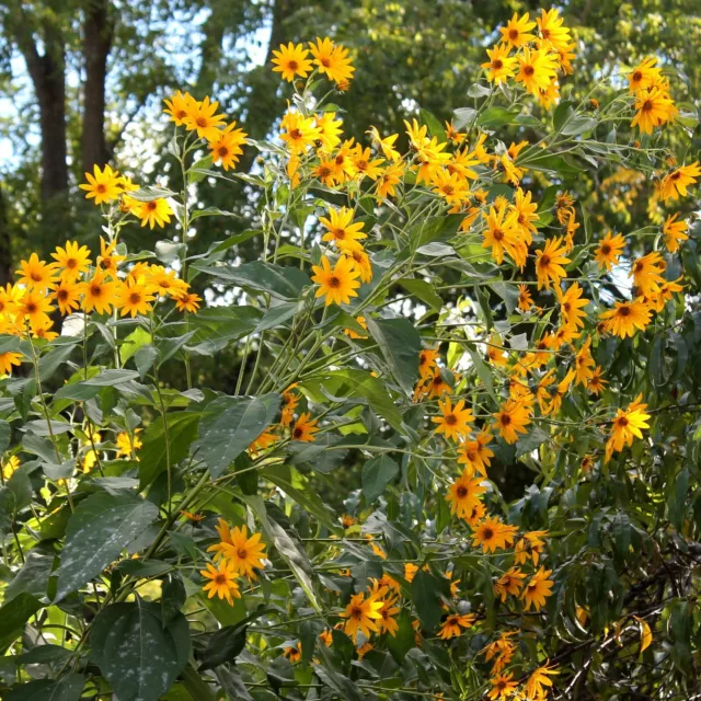 1 Pflanze/Knolle Jerusalem artichoke Sunroot Flower Helianthus tuberosus ESSBAR