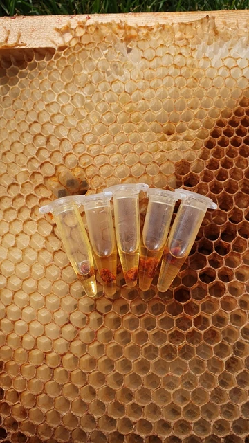 HONEY BEE SWARM hive Trap Attractant Lures Organic Lemongrass Oil