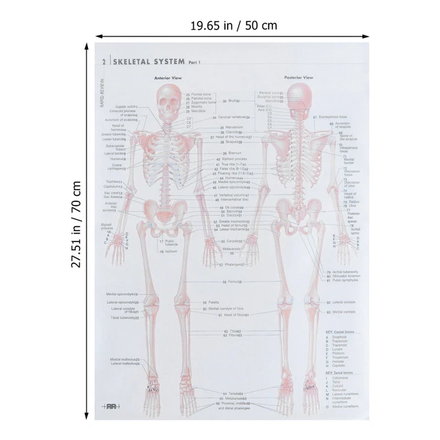 ANATOMY FOR SCHOOL Muscular System Poster Hanging Chart Learning ...