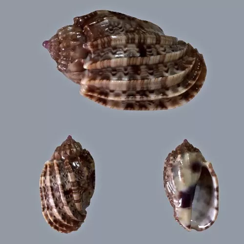 Harpidae, harpa amouretta f. crassa, Zanzibar Isl., Tanzania, 42,3 mm, TOP